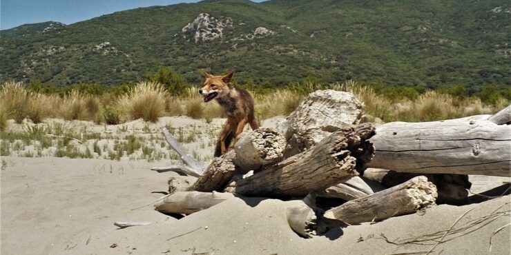 Discovering the Natural Parks and Oases of Maremma: Parco della Maremma, Diaccia Botrona, Oasi di Burano, and Other Wonders
